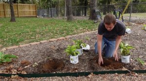 Planting Hosta and Allium Plants In The Rock Pathway Garden!!