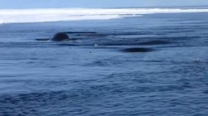 Гренландский кит