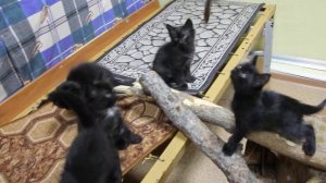 Дворянские котята. 2 месяца