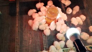 Суточный цыплёнок бройлера росс 308.Купили бройлера 50 штук росс-308.Новая партия  бройлера росс-30