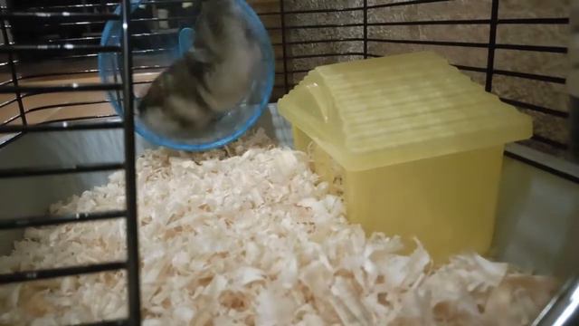 Хомяк бегает в колесе смотреть онлайн