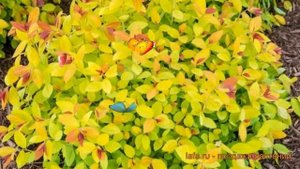 Спирея японская Мерло Стар (spiraea japonica) ? обзор: как сажать, саженцы спиреи Мерло Стар