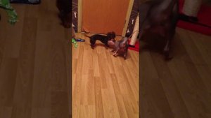 Кроличья такса и Сфинкс | Mini Dachshund vs. Sphinx