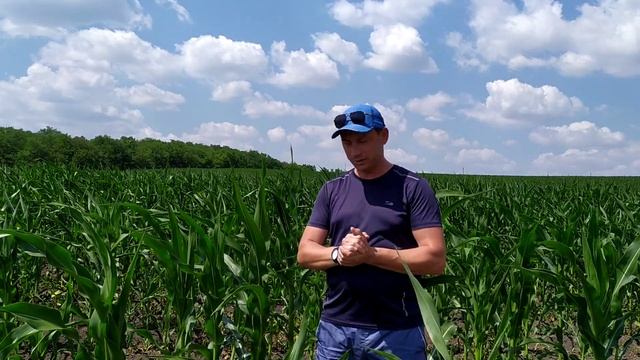 Поле посева гибрида кукурузы Оржица ФАО 230. Засухоустойчивый и урожайный гибрид. 095 77-97-888 смотреть онлайн