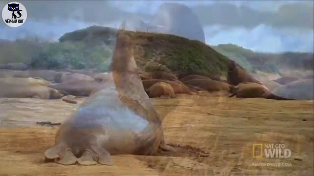 5 самых больших животных в мире / Интересные факты о животных смотреть онлайн
