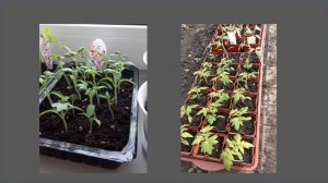 Сорт томата "Малиновый силач"