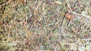 Кормление сухопутных среднеазиатских черепах зимой.