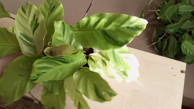 ❤️?Калатеи | Маранты | Ктенанта | коллекция ??