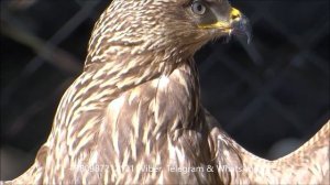 Птенцы СИПУХИ, ФИЛИН, Ястребы и другие виды домашнего разведения:) Predator birds  born in the hous