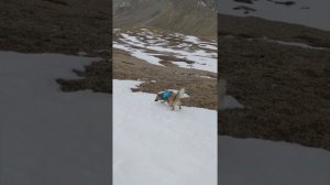 Собаки и снег