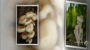 Pleurotus cornucopiae - fungi kingdom