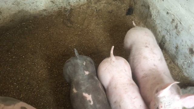 Как начать заниматься свиньями. Поросята пьетрен. смотреть онлайн