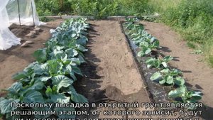 Как часто поливать капусту