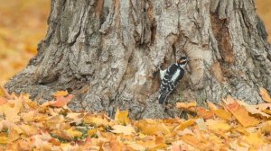 Hairy Woodpecker: Autumn Foraging