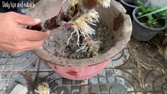 How To Grow Sugarcane in Pot from Cutting-Propagation Sugarcane in Water