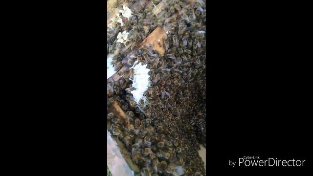 Что будет если не расширять пакет 31 полтора месяца ?