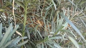 Bird aviary release : Diamond Firetails ( Stagonopleura guttata )