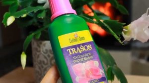 С УДОБРЕНИЕМ ДЛЯ ОРХИДЕЙ ДЕКАБРИСТ ЦВЕТЕТ ДВА РАЗА В ГОД ! СУПЕР СПОСОБ ! 1 2