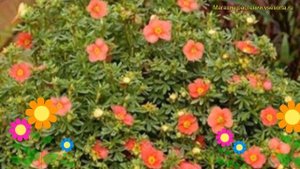 Лапчатка кустарниковая Редиссима. Краткий обзор, описание potentilla fruticosa RED'ISSIMA