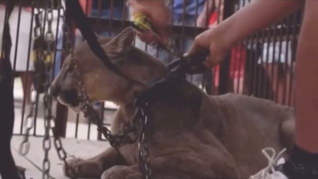 Цирковая пума жила в старом грузовике в течение 20 лет, вот что произошло когда её освободили смотреть онлайн