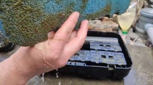 Мой пруд.sun sun cuf-2511 день пятый.