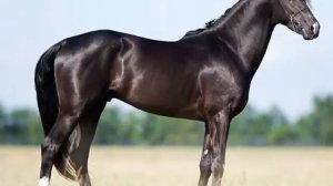 масти лошадей