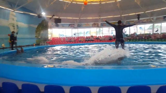 дельфинарий в Минске(4) смотреть онлайн