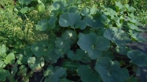 арбузы в беларуси как они растут