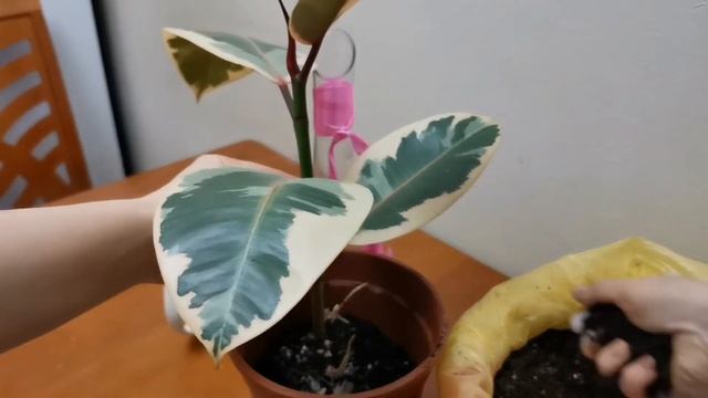 Фикус Мелани вариегатный посадка, размножение. смотреть онлайн
