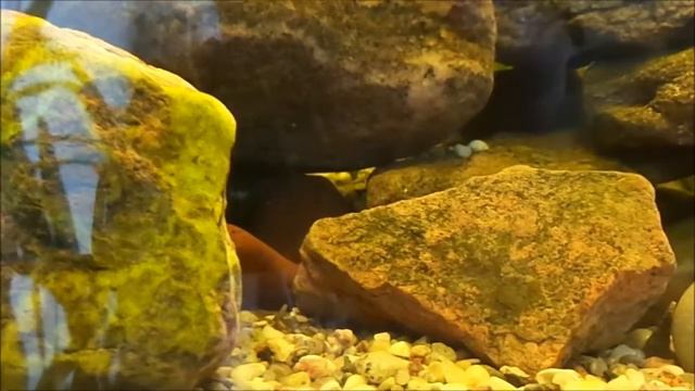 мальки ауратусов смотреть онлайн