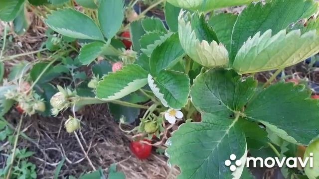 Клубника ЭЛЕГАНС и МАГНУМ - достойные сорта среднего срока созревания