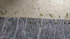 Рассада цветов без земли