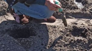 Как сеять кукурузу в открытый грунт