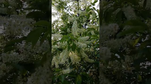 Черёмуха позднецветущая или черёмуха чёрная. смотреть онлайн