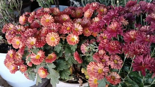 Вихідний у Валери,і всі секретики про Валеру. смотреть онлайн