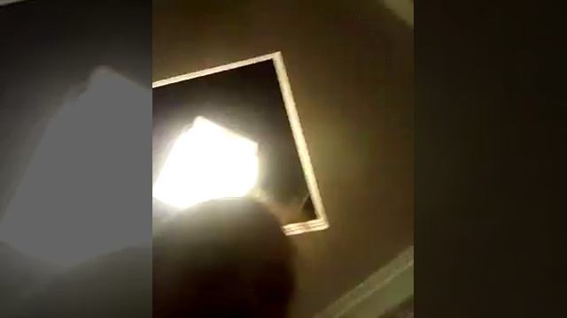 Топ 5 вымерших животных