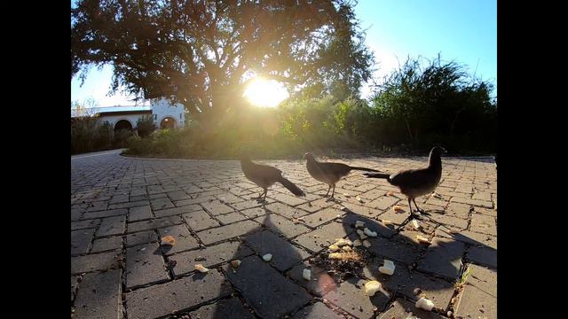 birds eating bread 🍞 and bird seed. Gibson Park in Weslaco, TX. смотреть онлайн