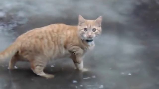 Кот впервые вышел на улицу, и обалдел!!! смотреть онлайн