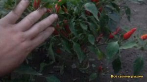 Самый лучший Перец декоративный Чили