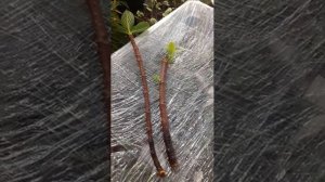 Метельчатая гортензия "ИНФИНИТИ"