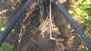 С ДЕВЧОНКАМИ УБИРАЕМ КАРТОФЕЛЬ.