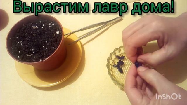 Сеем семена лаврового листа.Мой опыт.