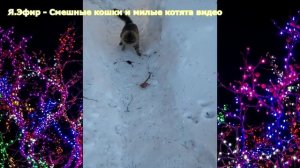 Смешные кошки и милые котята видео.