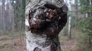 В лес за трутовиками  .Чага , берёзовая губка и трутовик окаймлённый