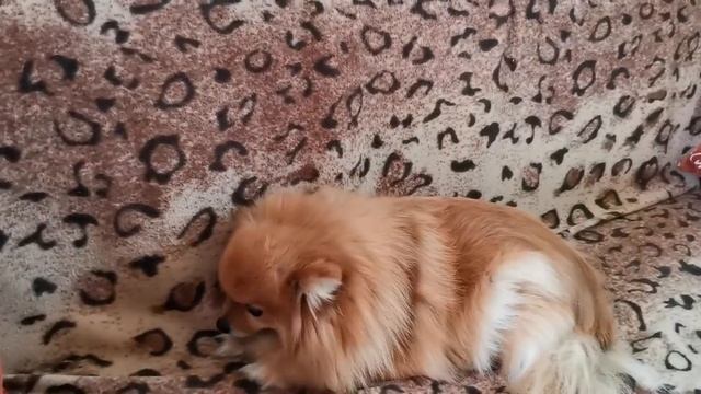 Шпиц.. Стоит ли заводить Померанского Шпица.