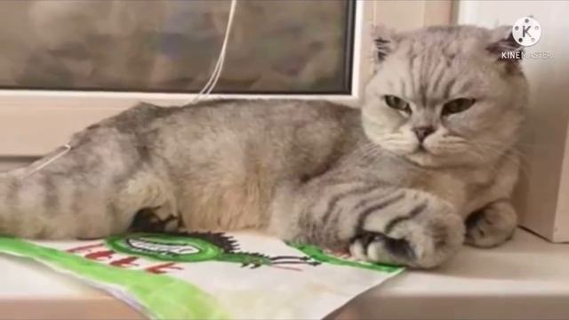 В тридцатиградусный мороз на улице сидела испуганная породистая кошка, которую выгнали из дома смотреть онлайн