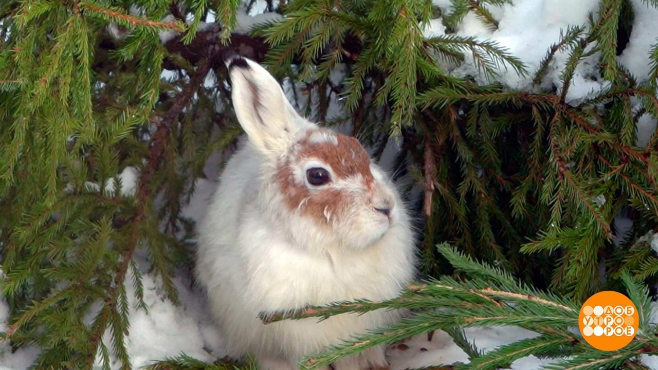 Шкурки сменить! Доброе утро. Суббота. Фрагмент выпуска от 08.04.2023