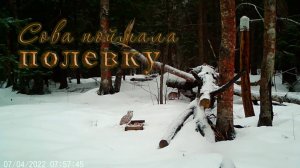 Заяц и лось на солонце. Сова поймала полевку..