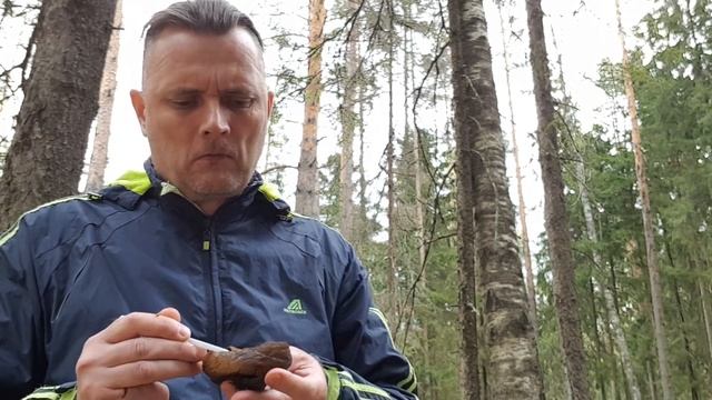 Молодильный гриб, саркосома...