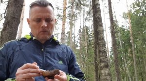 Молодильный гриб, саркосома...